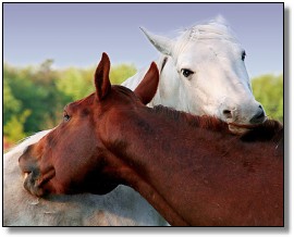 page_3_grooming